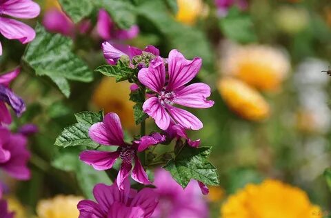 Variety plants