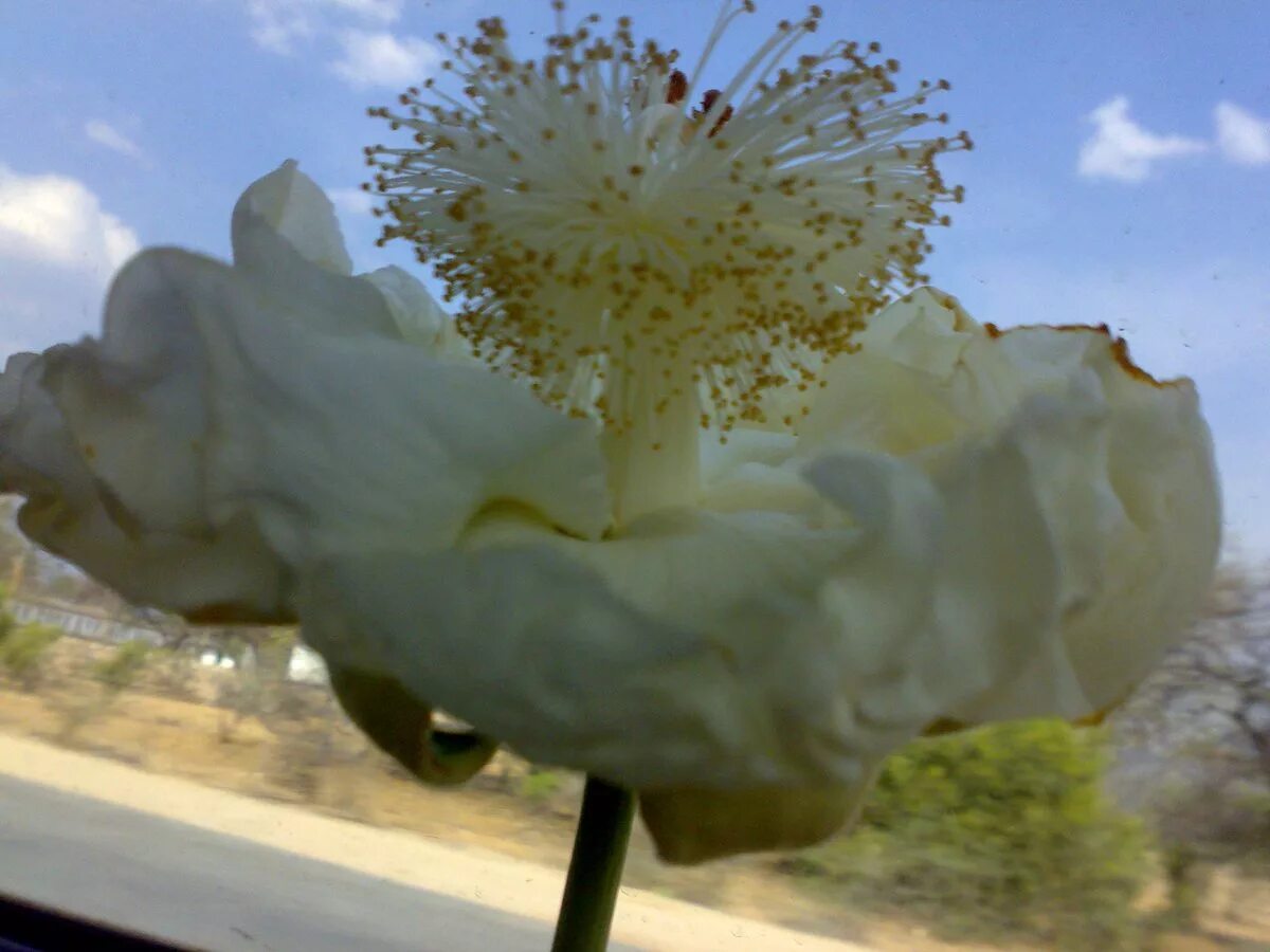 Fleur de Baobab Adansonia Digitata is the only one to have. Flickr