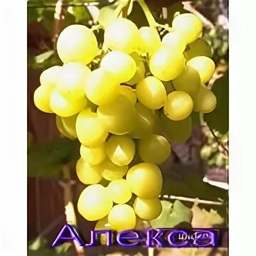 Виноград сорт алекс. Виноград сорт алекс