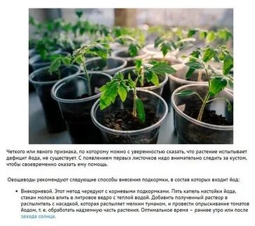 Можно ли опрыскивать йодом