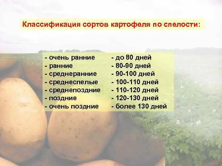 Какой сорт ранних. Садон картофель характеристика сорта. классификация картошки. картофеля классификация картофеля. классификация картофеля по сортам.