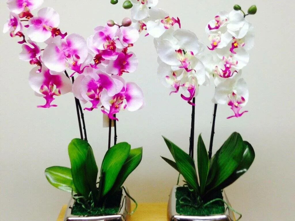 Орхидеи какие виды. Орхидеи сорт микс. Орхидеи какие виды. Цветок из рода орхидей. Орхидеи какие виды.