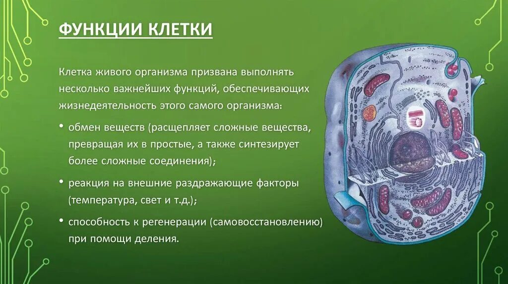 Делятся ли клетки. Основные функции клетки. Анатомия клетка и ее строение и функции. Основное строение клетки. Функции животной клетки.