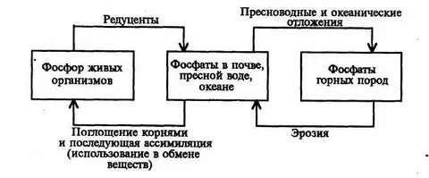 Биогеохимический цикл фосфора схема биология 9 класс
