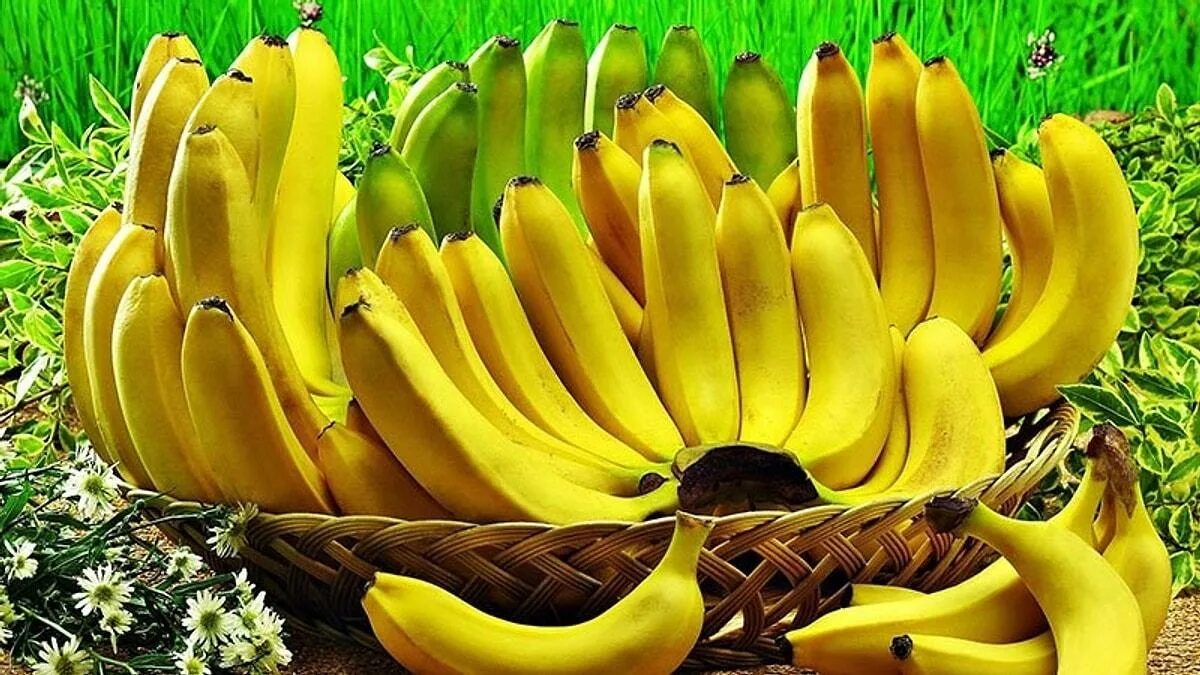 Https mp3muz cc. Фрукты банан. Бананы на Бали. Красивый банан. FTFY.