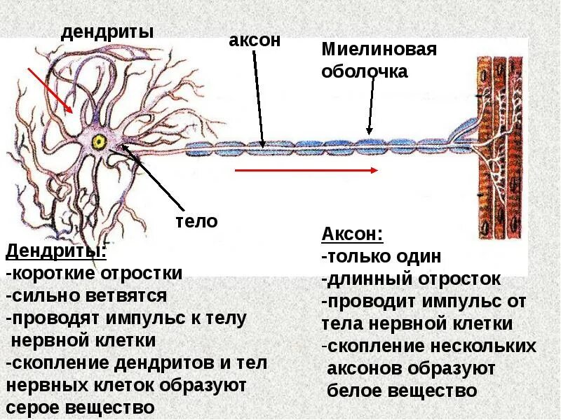 Включает несколько слоев нейронов. Нейрон Аксон миелиновая оболочка. Нейроны аксоны дендриты. Строение нейрона дендриты Аксон. Отростки нейрона: Аксон, дендриты..