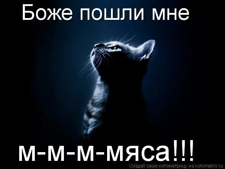 боже пошли. благодарственная молитва господу богу. енот с поднятыми лапами. пошли мужика боже. смешные картинки животных.
