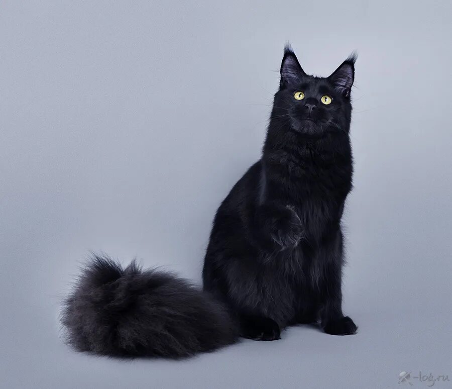 мейн кун черный солид. черная кошка мейн кун. мейн кун черный солид кошка. мейн кун черный гладкошерстный. мейн кун черный.