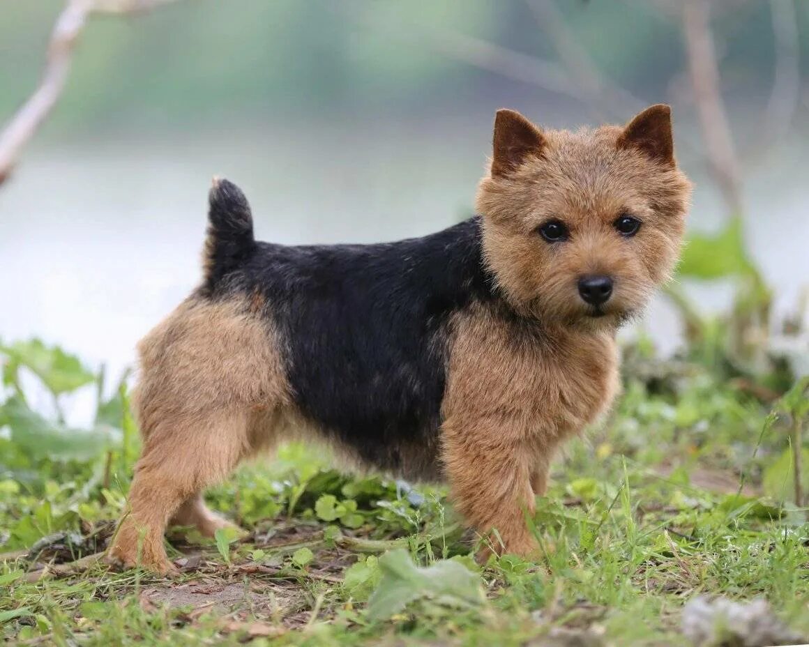 Норвич терьер. Норвич терьер. Пшеничный норвич терьер. Норвич терьер. Норвич терьер щенки.