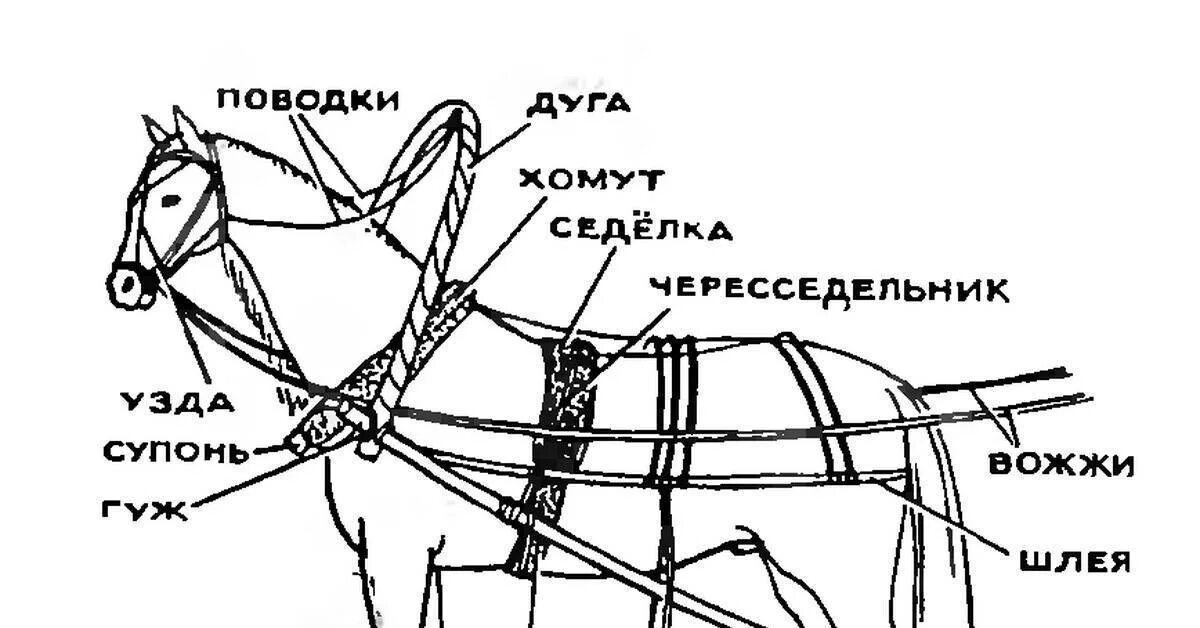 Конь части слова. Конская упряжь седло хомут сбруя. Упряжь для лошади схема хомут. Сбруя для лошадей схема. Части упряжи для лошади.