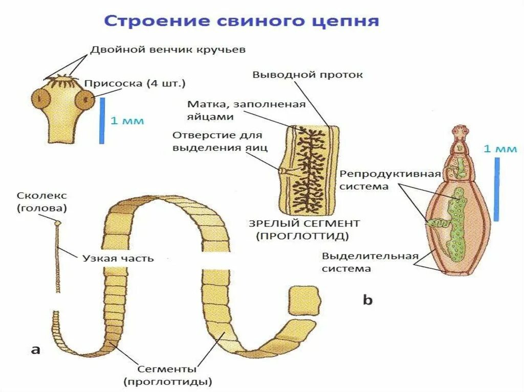 Строение бычьего цепня. Морфология строения свиного цепня. пищевар система ленточных червей. строение ленточной стадии свиного цепня. класс ленточные черви пищеварительная система.