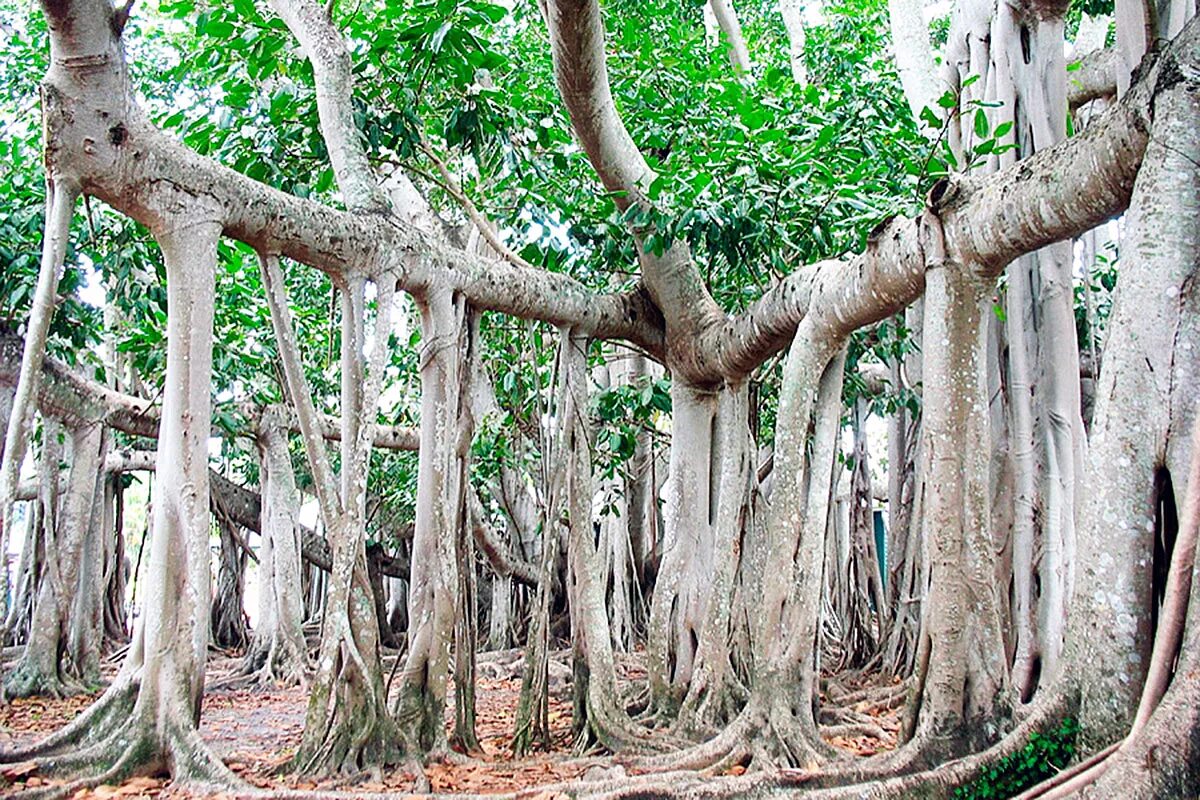 Tree tree shampoo