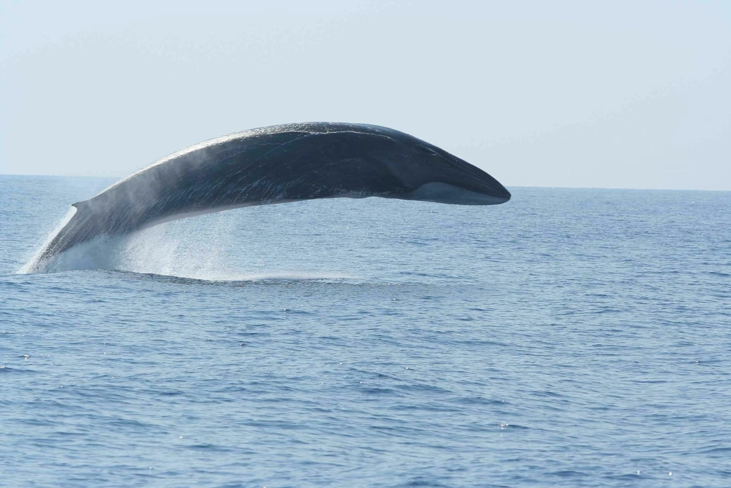 Whales are than dolphins