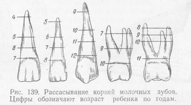 Корни молочных зубов рассасываются