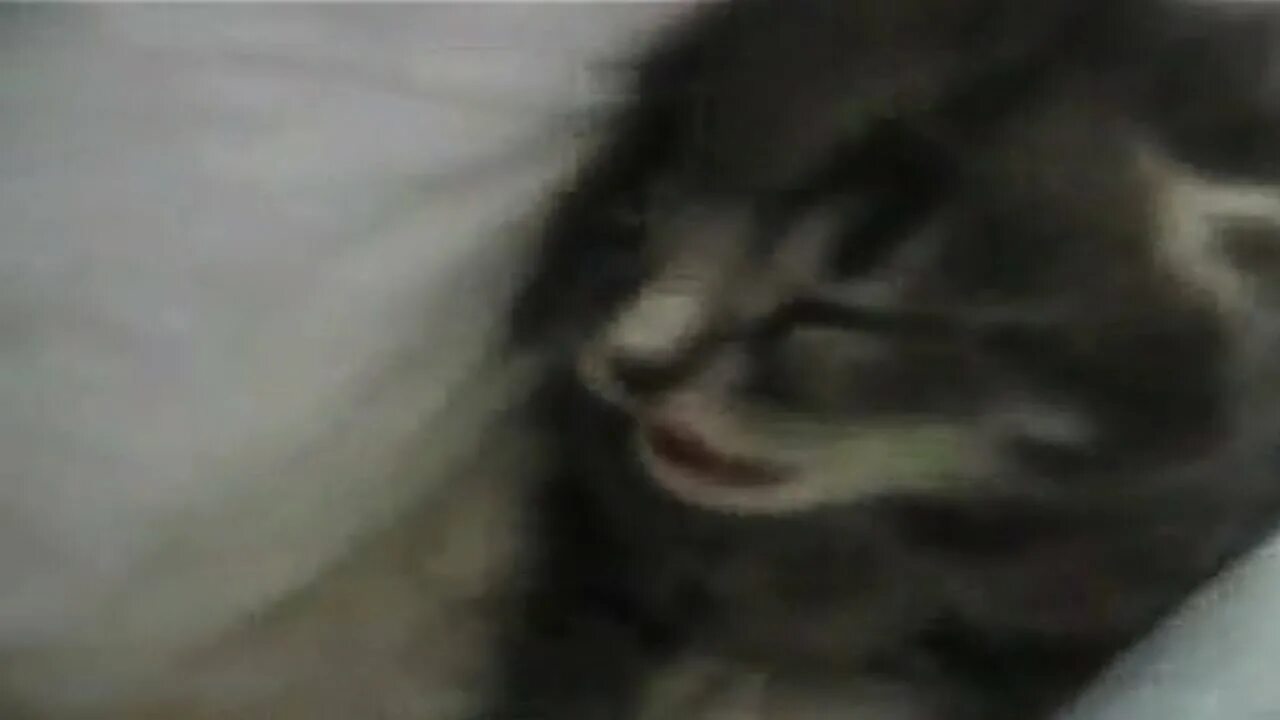 Котёнок чихнул мем. Кот чихает от перца видео. Кот чихает видео. Кот чихает. Кот том чихает.