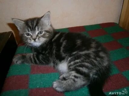 Взяли котенка в 1 месяц