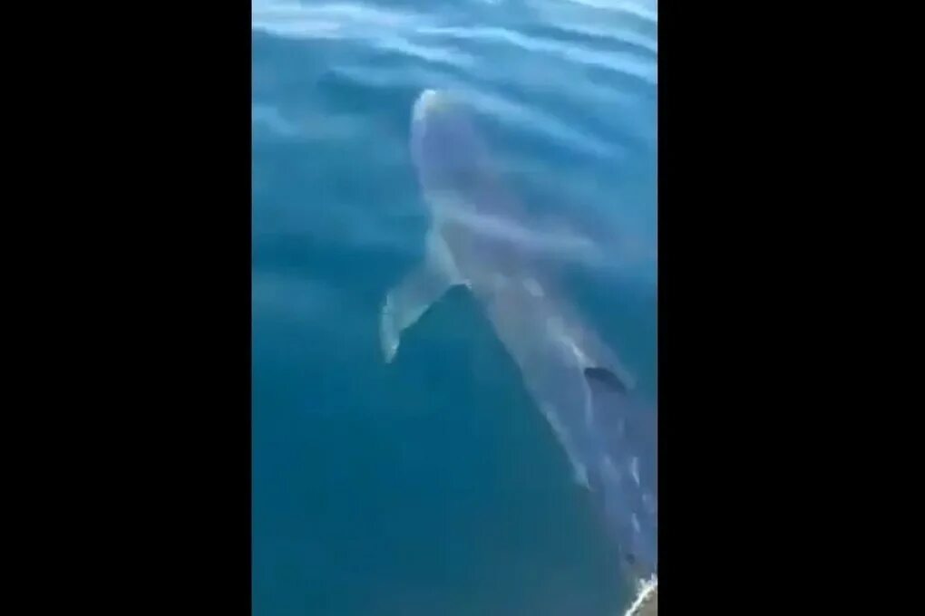 Акулы во владивостоке. Нападение акулы в Приморье. Нападение акулы во Владивостоке.