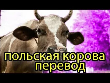 Перевод песни польская корова