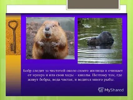 Продолжительность жизни бобра