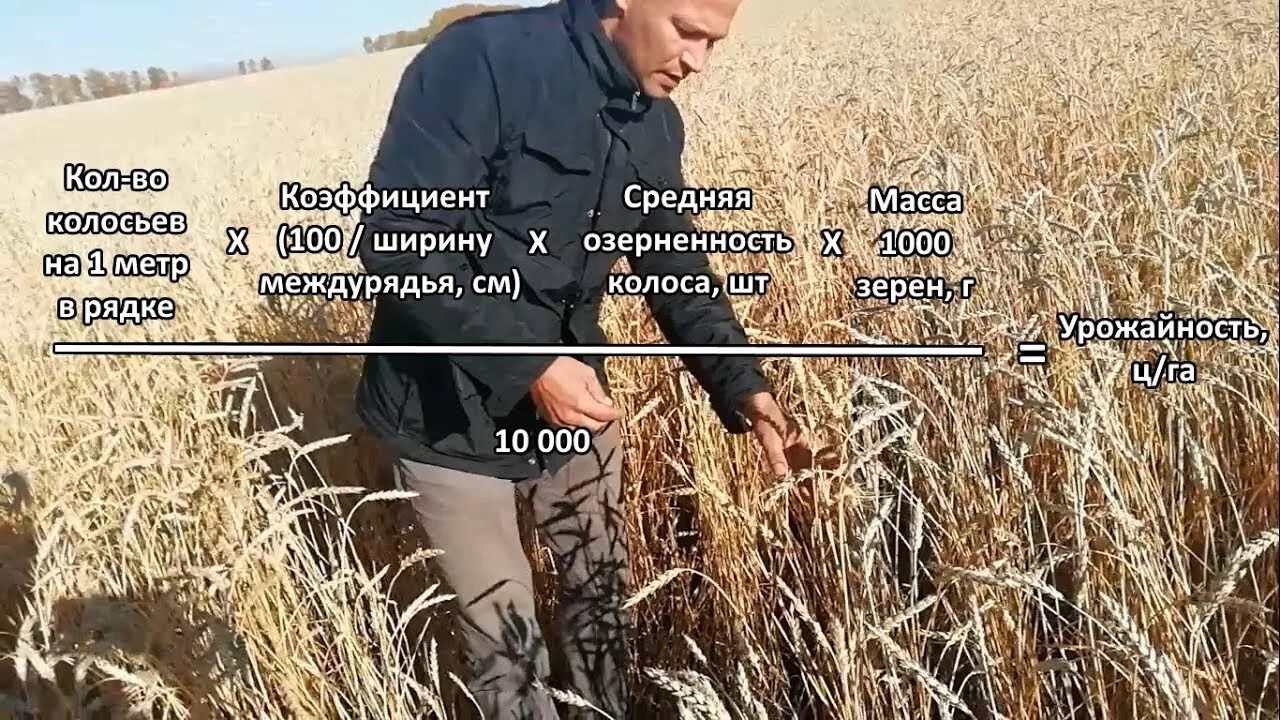 Как найти долю пшеницы в урожае. Расчет биологической урожайности. урожайность озимой пшеницы. биологическая урожайность. биологическая урожайность зерновых культур.