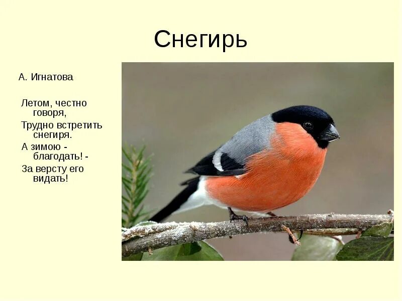 Снегирь птица поведение. Описание снегиря. Снегирь для детей. Снегирь информация о птице. Снегирь птица описание.