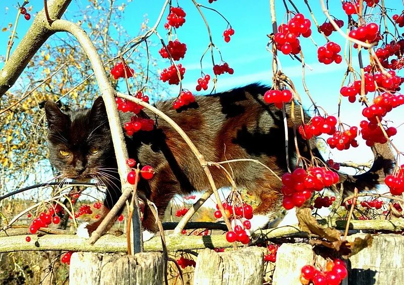 Коты ягоды. Кот с ягодами. кот ест ягоды. кот и калина. кошачий ягодный.