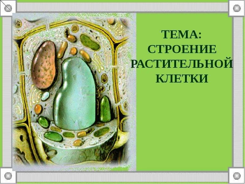 Краткое содержание строение растительной клетки. Строение растительной клетки презентация. презентация ученика строение растительной клетки 6 класс биология. история открытия растительной клетки для 6 класса. история открытия растительной клетки для 6 класса проект.