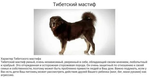 Тибетский мастиф характер