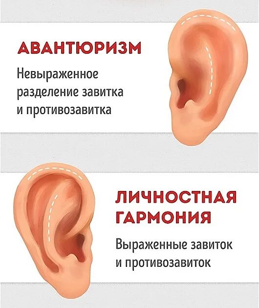 как понять какое ухо. форма ушей названия. как понять какое ухо. как понять какое ухо. активные точки за ушной раковиной.