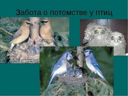 Птицы которые заботятся о потомстве примеры
