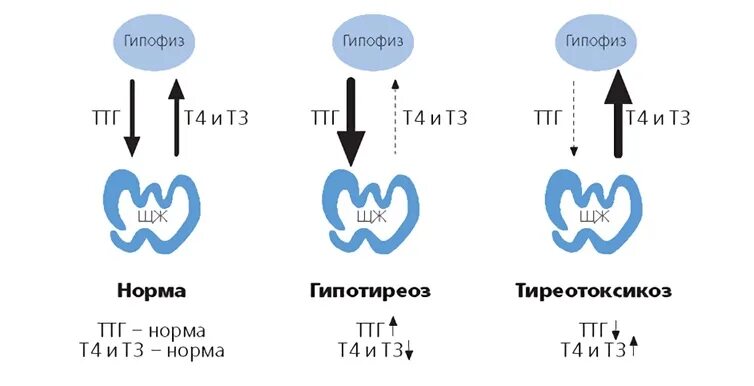 Гипотиреоз показатели ТТГ. Гипотиреоз ТТГ т4. Конверсия т4 в т3. Конверсия гормонов щитовидной железы.