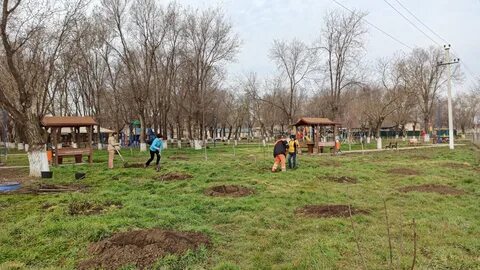 В парке росло 40 берез