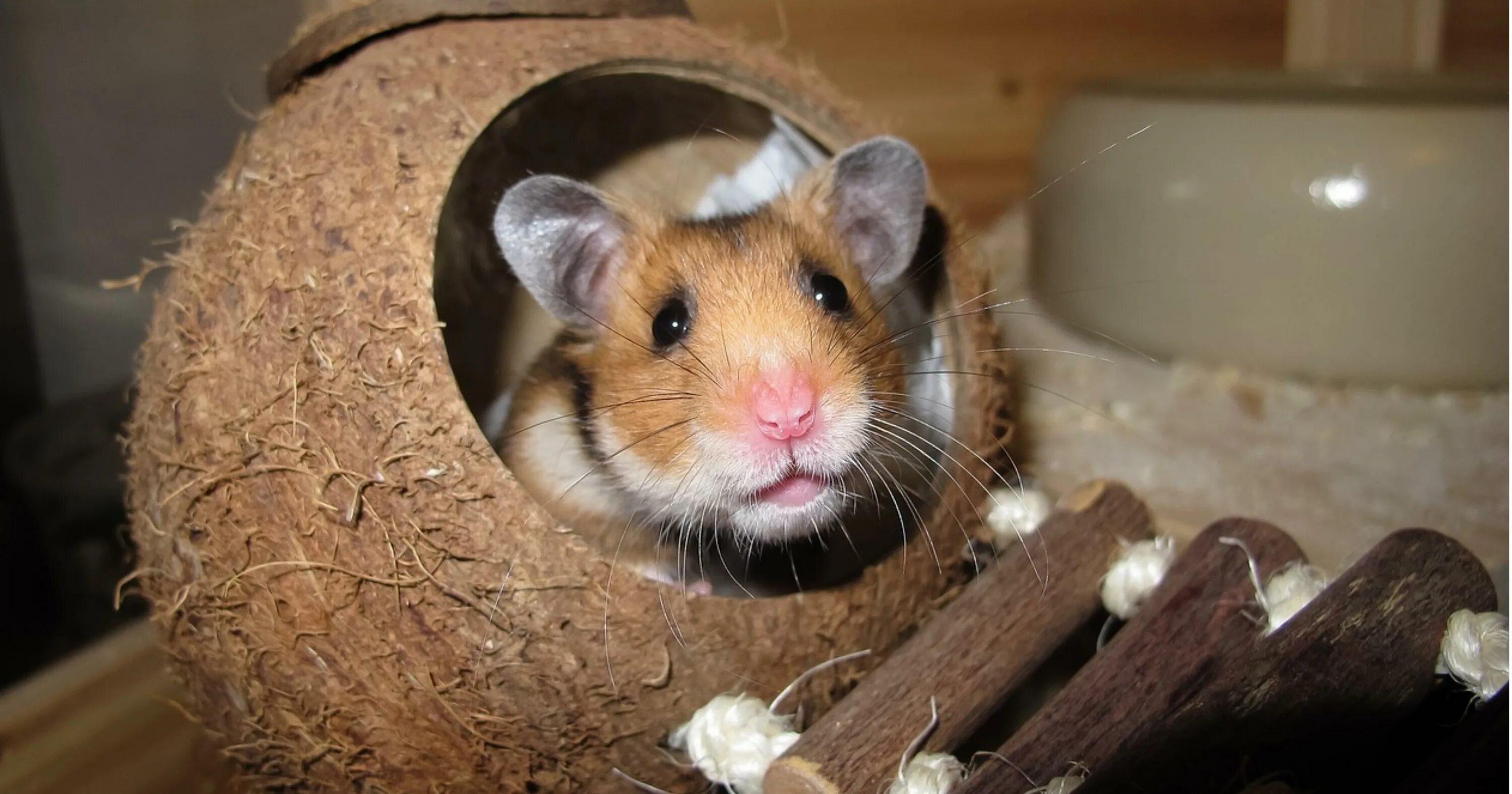 Homemade hamster. Картинки мемы 2024 хомяки. Хомяк домашний. Установка мела для хомяка. Homemade hamster.