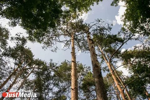 Деревья екатеринбурга