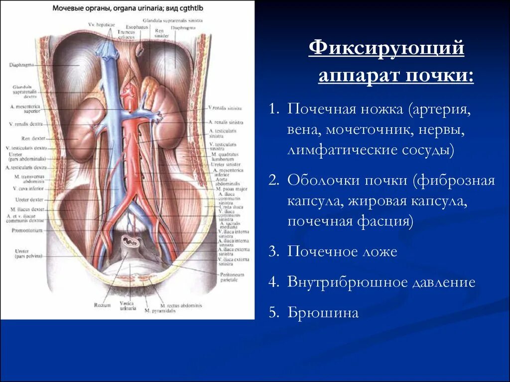 Мочеточник имеет. Почечная артерия Вена мочеточник. Почка артерия Вена мочеточник. Сужения мочеточника анатомия. Топография мочеточника анатомия.