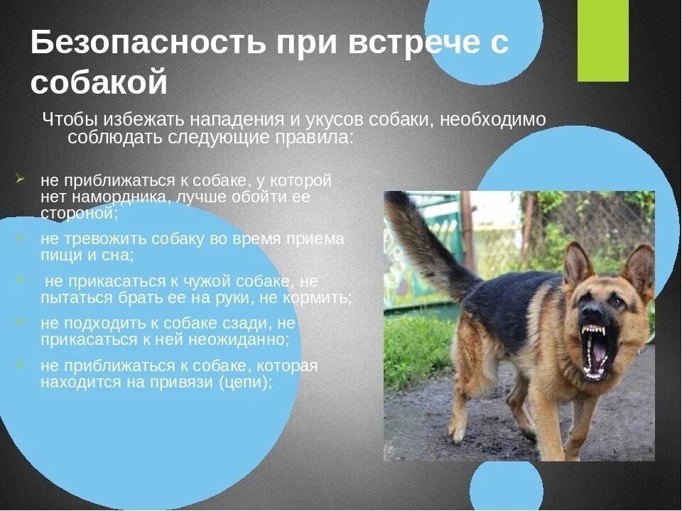 Безопасность животных. Безопасность с собаками. правило поведения с собакой. памятка при встрече с бродячими собаками. безопасность при встрече с животными.