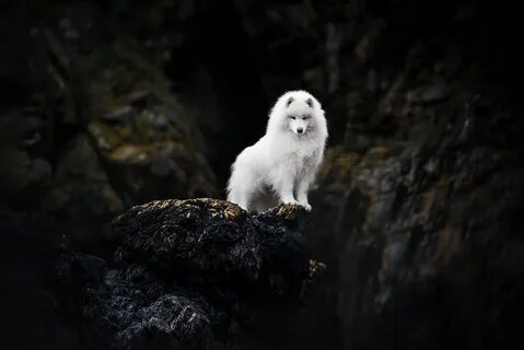 Фотограф анималист