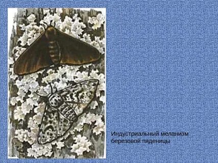 Меланизм березовой пяденицы