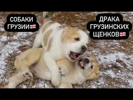 Собака по грузински
