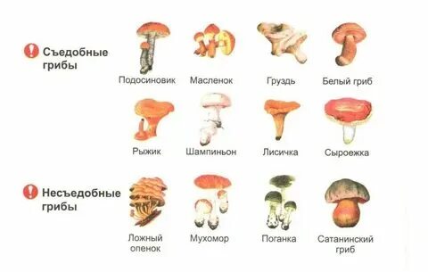 Грибы это какой продукт