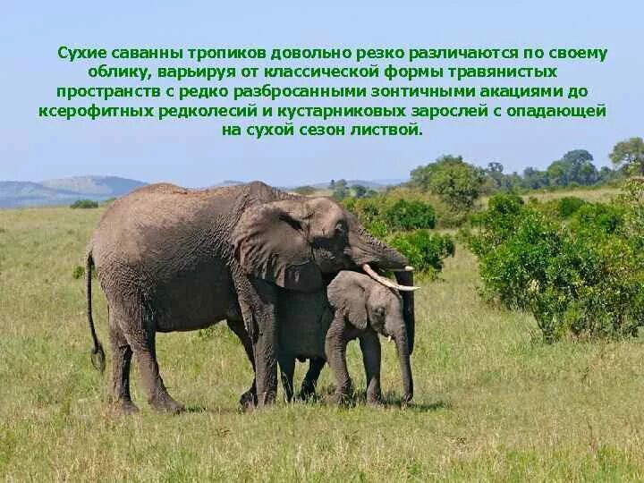 Сообщение о саванне 1 класс. Животные саванны и тропических лесов. животные саванны и тропического леса. окружающий мир животные саванны. животные саванны 1 класс.