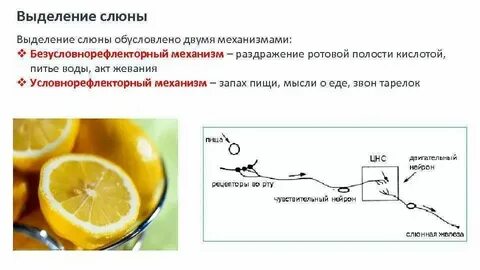 Почему выделяется слюна во рту