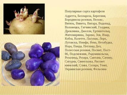 Характеристики сорта адретта