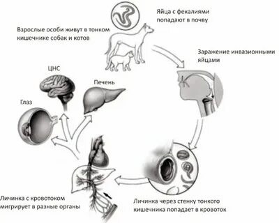 Цикл попал
