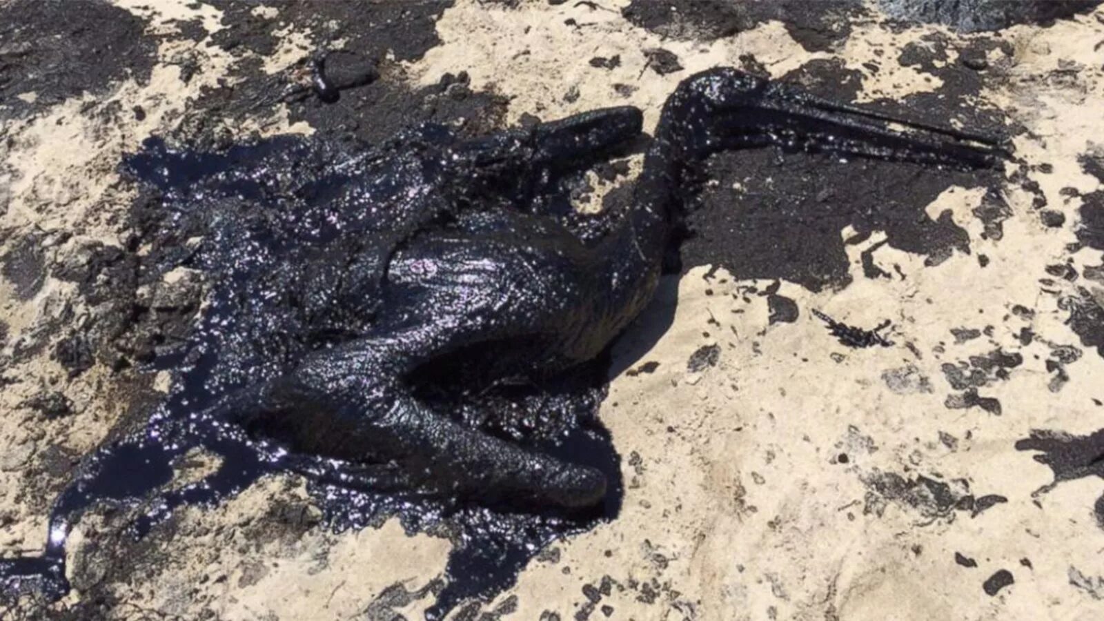 Разлив нефти в Санта Барбаре. Разлив нефти гибель животных. Птица в нефти. Нефтяные пятна животные. Железо утонет в нефти