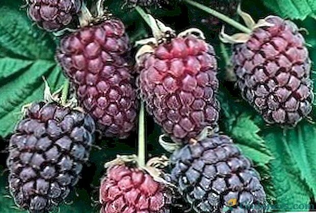 Japanese Wineberries: Exotic Fruit with Glossy Appearance