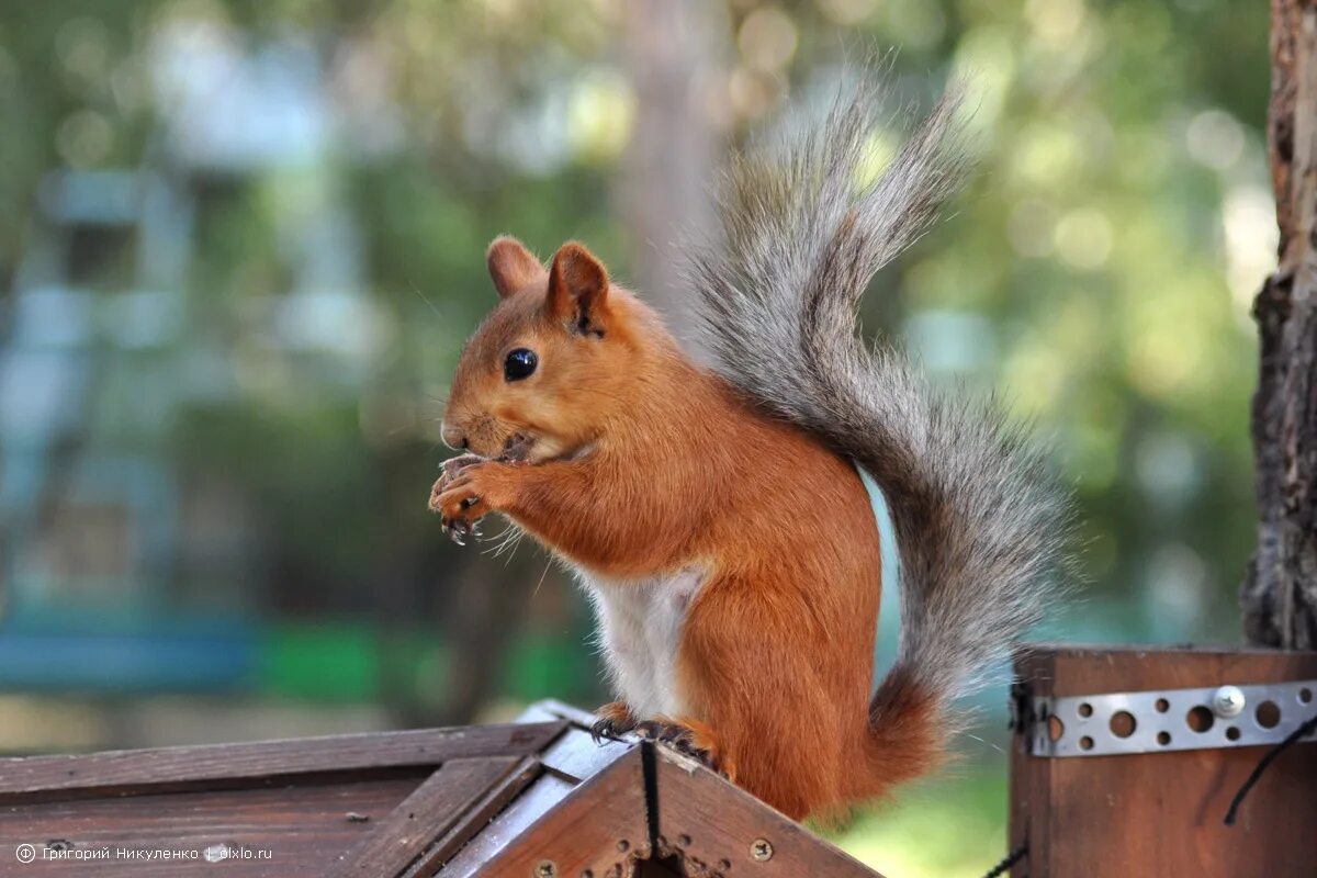 Огромная белка. Белки вблизи. Большая белка. Бельчонок. Толстенькая белочка.