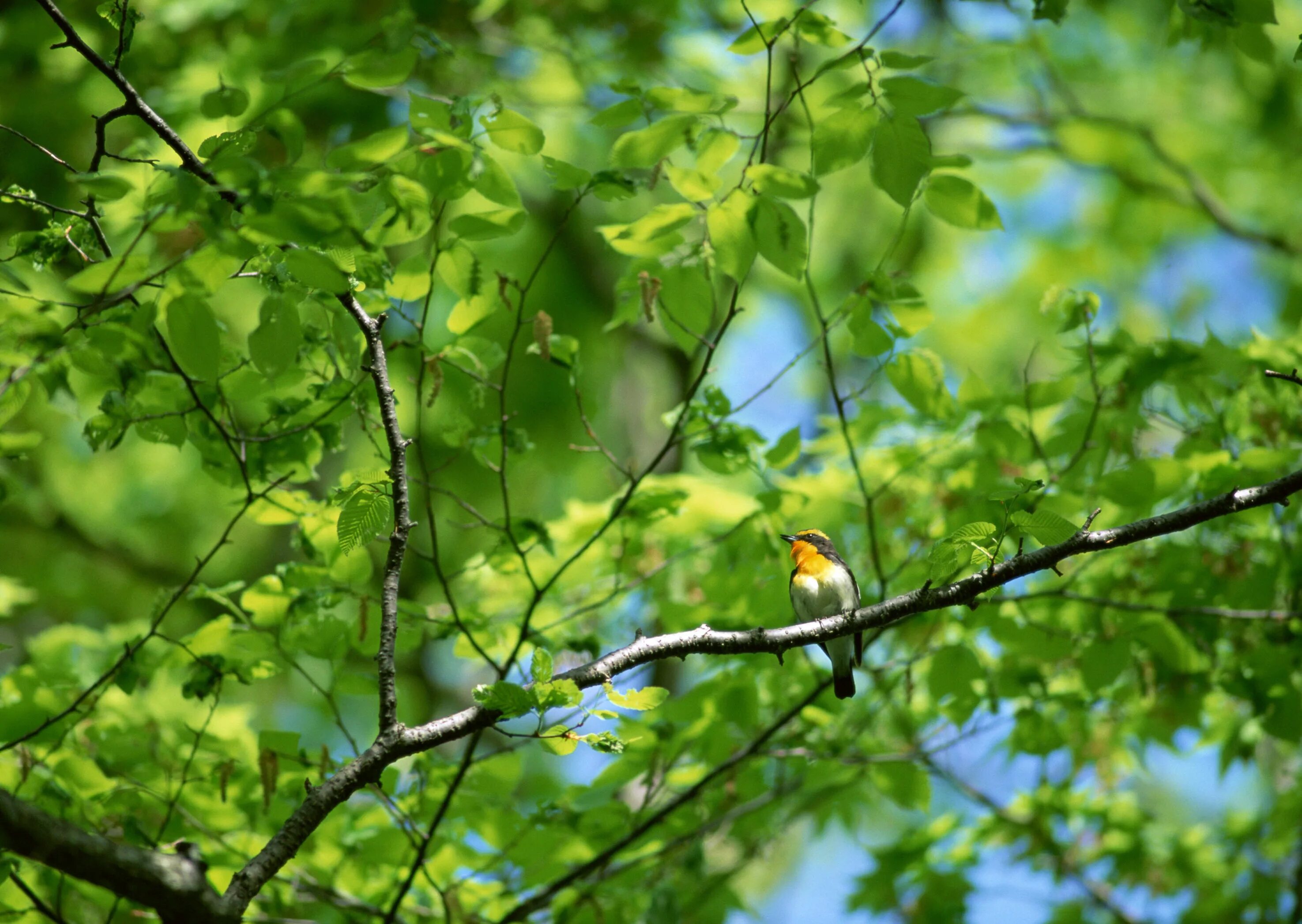 Пел соловей среди ветвей. Природа птицы. Птицы в лесу. Весенние деревья в лесу.