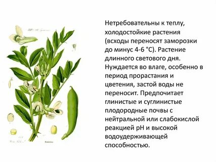 Развитие бобовых