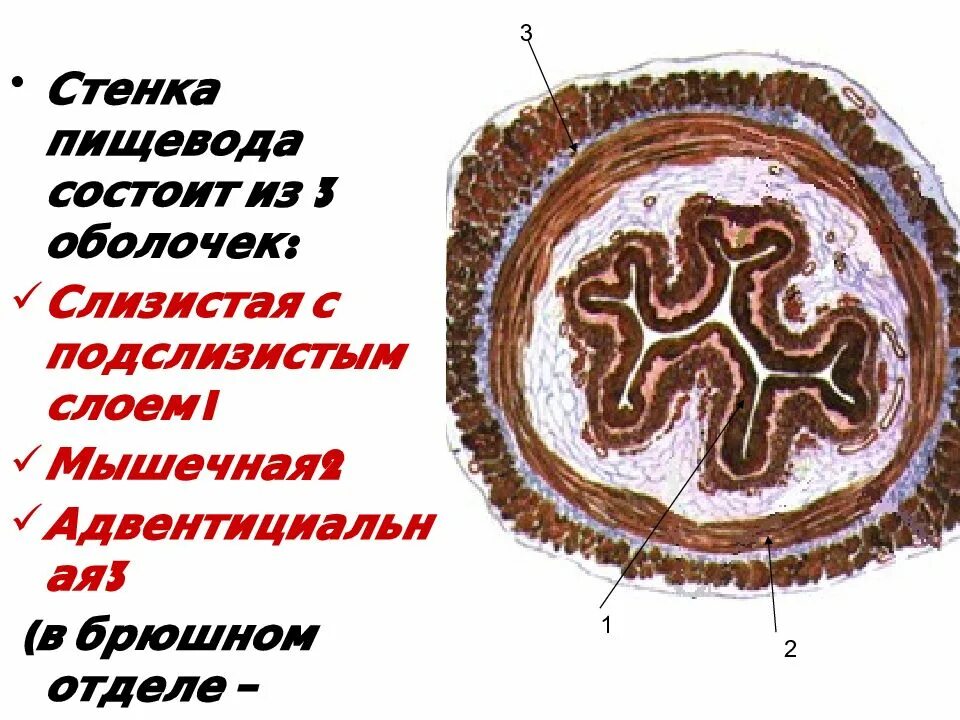 Стенка состоит из 3 оболочек
